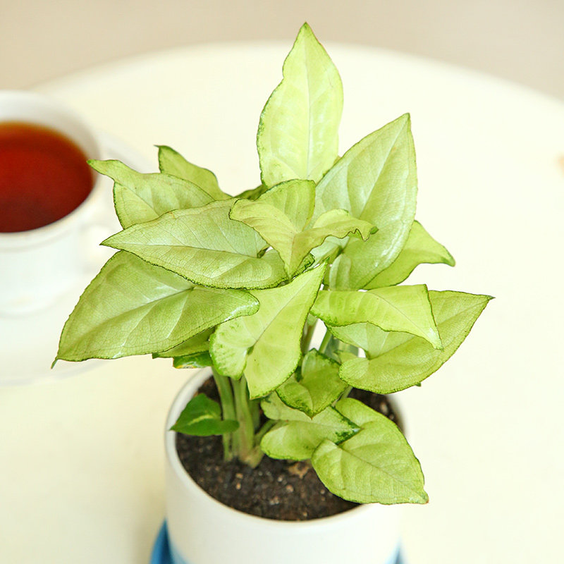 Order Buy Green Syngonium Plant Online