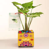 Green Syngonium Plant With Vase