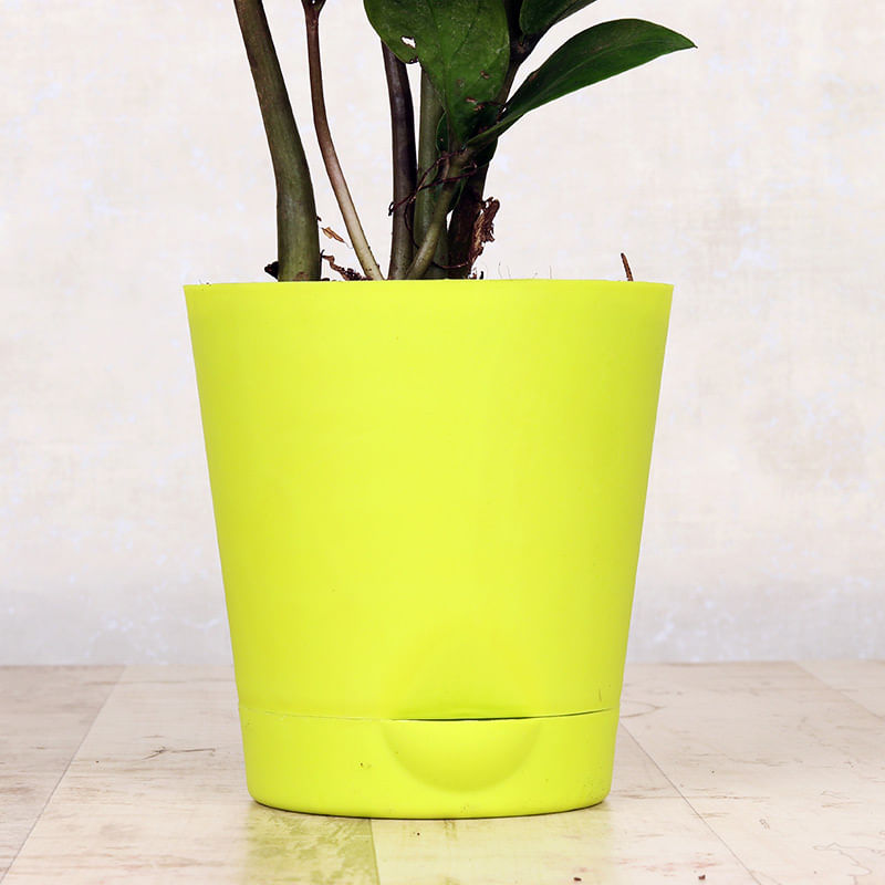 Page 9 of Plant Nursery in Bareilly Plants Online in Bareilly