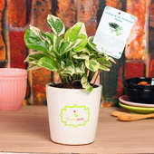 Green White Pothos Plant - Good Luck Plant Indoor in Signature Conical Vase