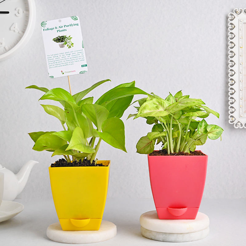 Greenish Money Plant Combo Online