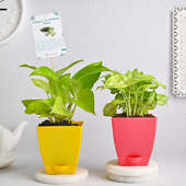Greenish Indoor Combo - Good Luck or Foliage Plant Indoor in Blossom Vases