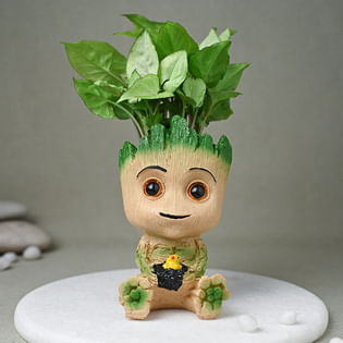 Groot And Groot Syngonium: friendship Day Plants