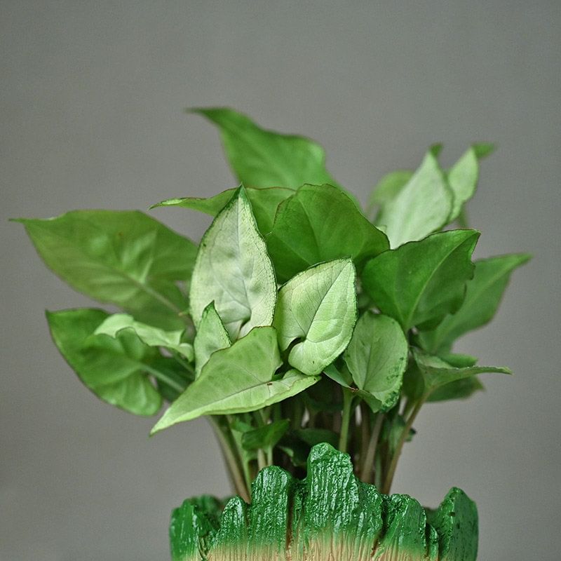 Order Serene Syngonium Plant Online 