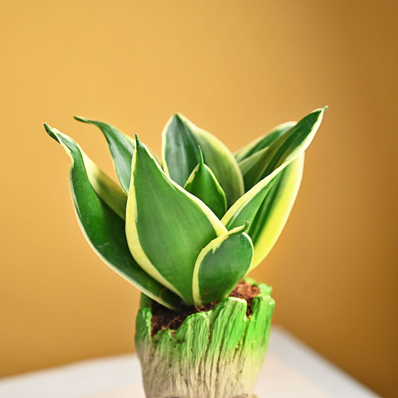 Send Groot Sansevieria Plant Online