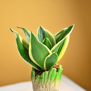 Send Groot Sansevieria Plant Online