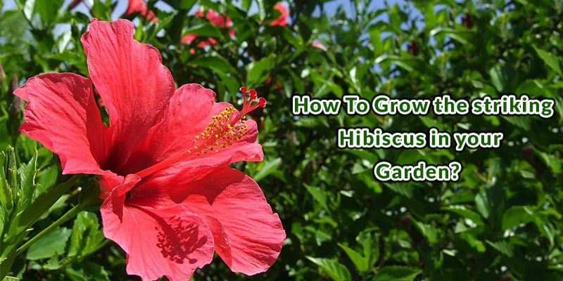 How To Grow the Striking Hibiscus in your Garden?