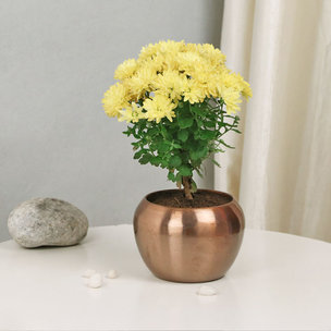 Buy Guldavari Flowering Plant Online