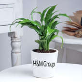 H And M Plant Product