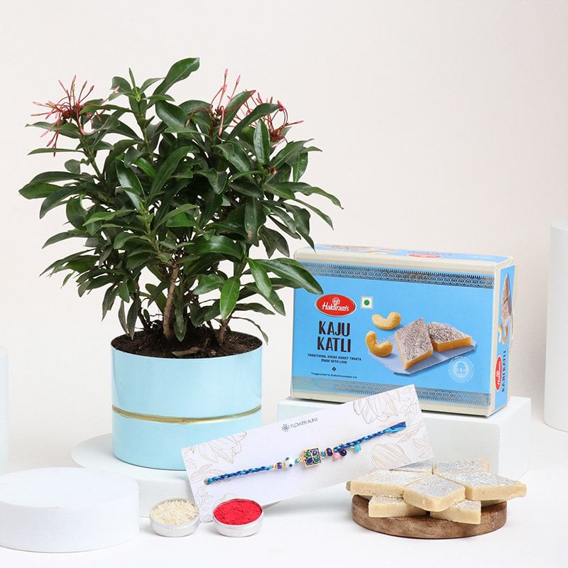 Haldirams Kaju Katli With Blue Green Rakhi N Ixora Plant