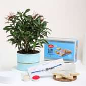 Haldirams Kaju Katli With Blue Green Rakhi N Ixora Plant