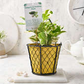 Hanging Charm - Good Luck Plant Indoors in Hanging Bucket