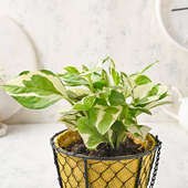 Buy Hanging Charm Plant Online