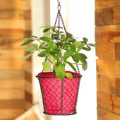 Hanging Saplera Basket - Foliage Plant Indoors in Hanging Bucket