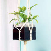Hanging Syngonium Plant in Glass Vase