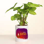 Green Syngonium Plant in Personalize Mug Vase