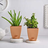 Hardy Bros Plant Combo - Succulent Cactus and Medicinal Plant Outdoor and Indoor in Blossom Vases