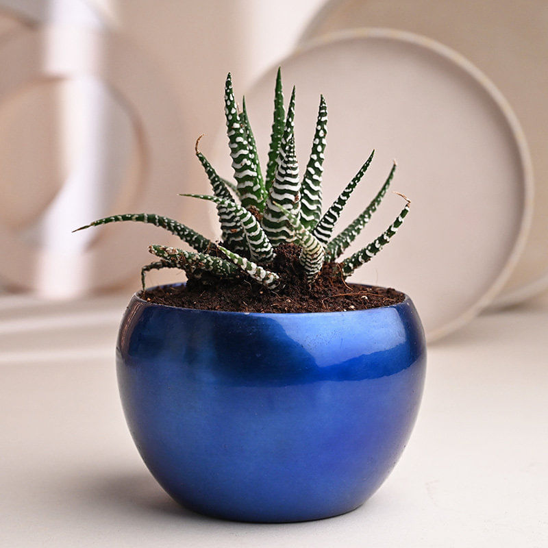 Haworthia Plant with Ganesha Idol