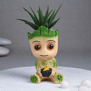 Haworthia Groot Plant