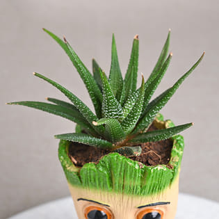 Succulent plant online