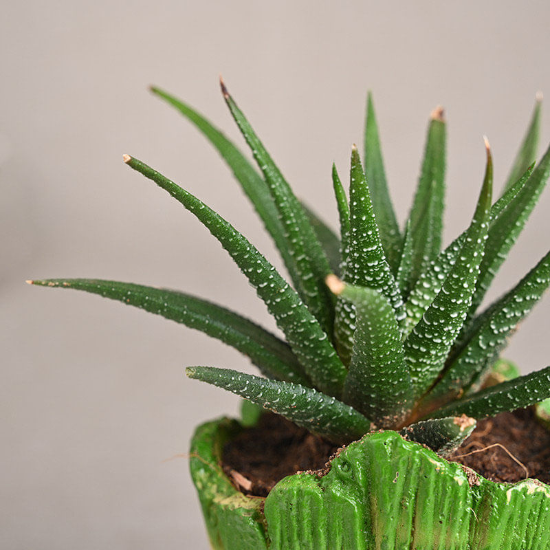 Buy Succulent plant online