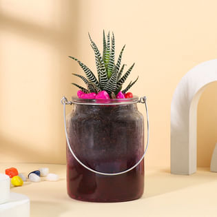 Haworthia In Jar With Pink Stones