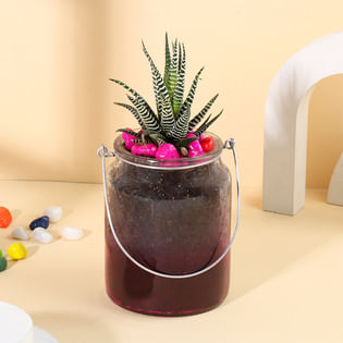 Buy Haworthia Plant Online