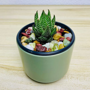 Haworthia Kingiana Plant In Green Pot