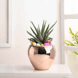 Haworthia Plant In Apple Ceramic Pot