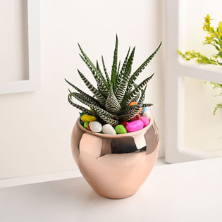 Haworthia Plant In Apple Ceramic Pot Online