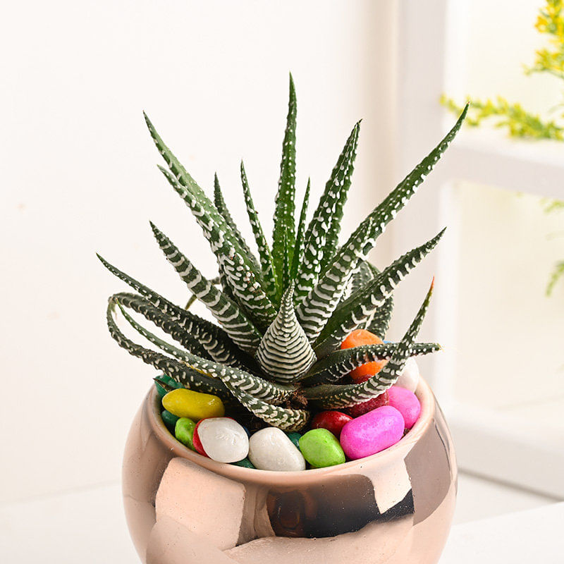 Buy Haworthia Plant In Apple Ceramic Pot Online