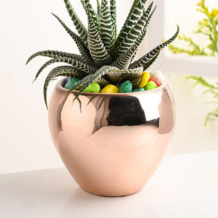 Shop Haworthia Plant In Apple Ceramic Pot