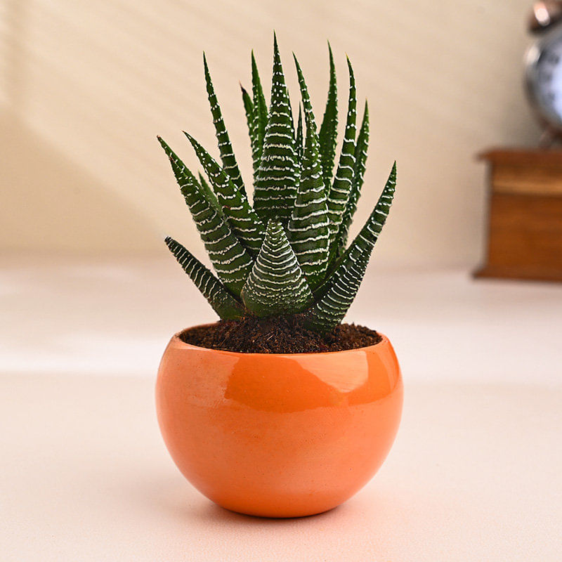 Haworthia Plant In Bright Orange Pot