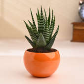 Haworthia Plant In Bright Orange Pot