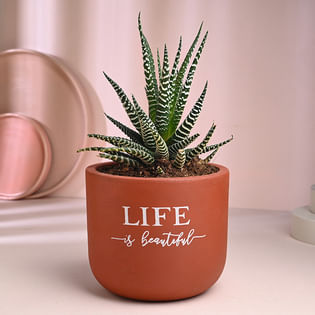 Haworthia Plant In Exquisite Terracotta Pot