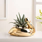 Haworthia Plant In Golden Swan Ceramic Pot