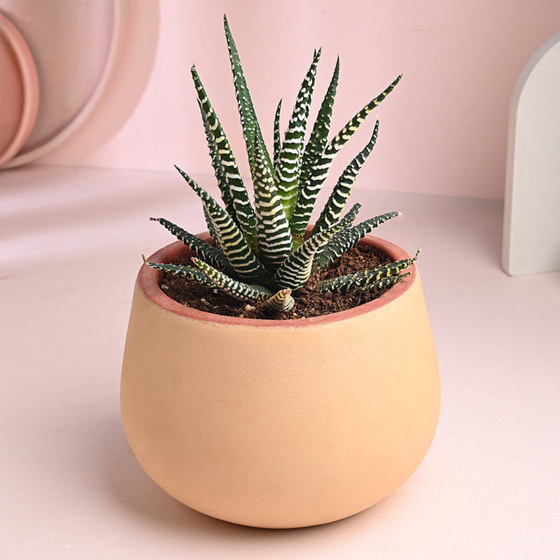 Haworthia Plant In Peach Terracotta Pot