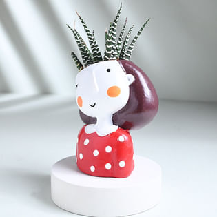 Haworthia Plant Online