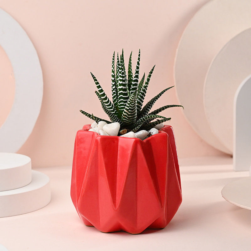 Haworthia Plant in Red Ceramic Pot