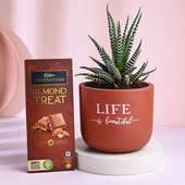 Haworthia Plant With Almond Chocolate
