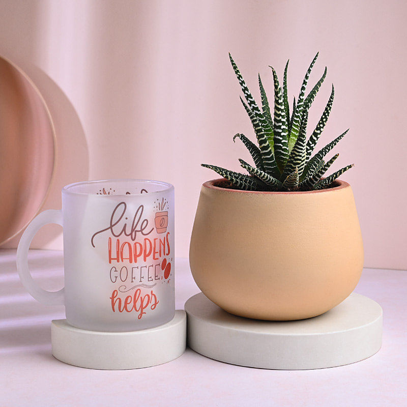 Haworthia Plant With Glass Mug