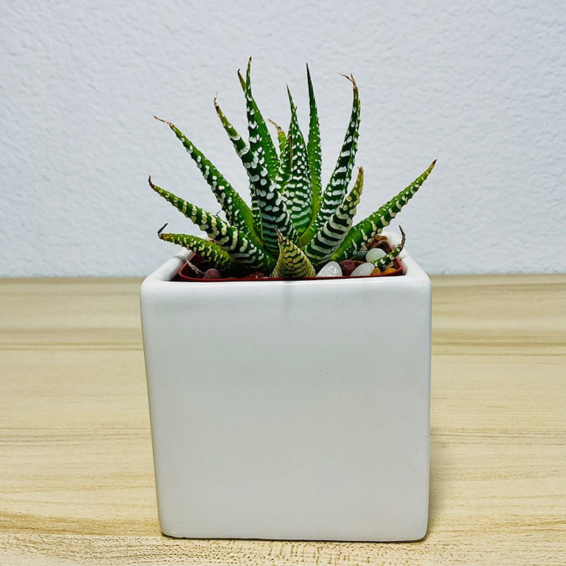 Haworthia Zebra Plant in a White Pot