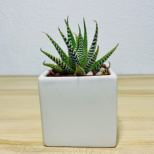 Haworthia Zebra Plant in a White Pot