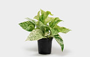 Corporate Plant Gifts