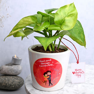 Healing Golden Money Plant