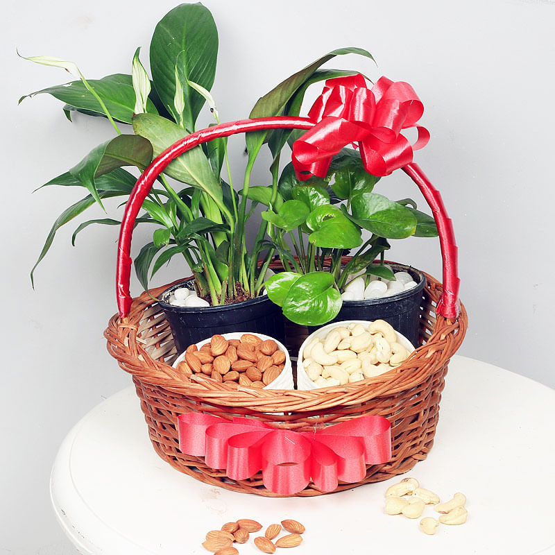 Dry Fruits and Plants Combo