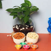 Healthy Money Plant Combo - Good Luck Plant Indoors in Gola Vase with Set of 5 Diyas and 500gm Almonds and Cashews in Potli