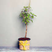 Tulsi Plant in a Vase Wrapped with Jute
