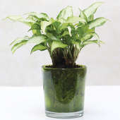 Heart Leaf Plant|Conical Glass Vase