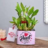 Heart To Heart Lucky Bamboo Plant